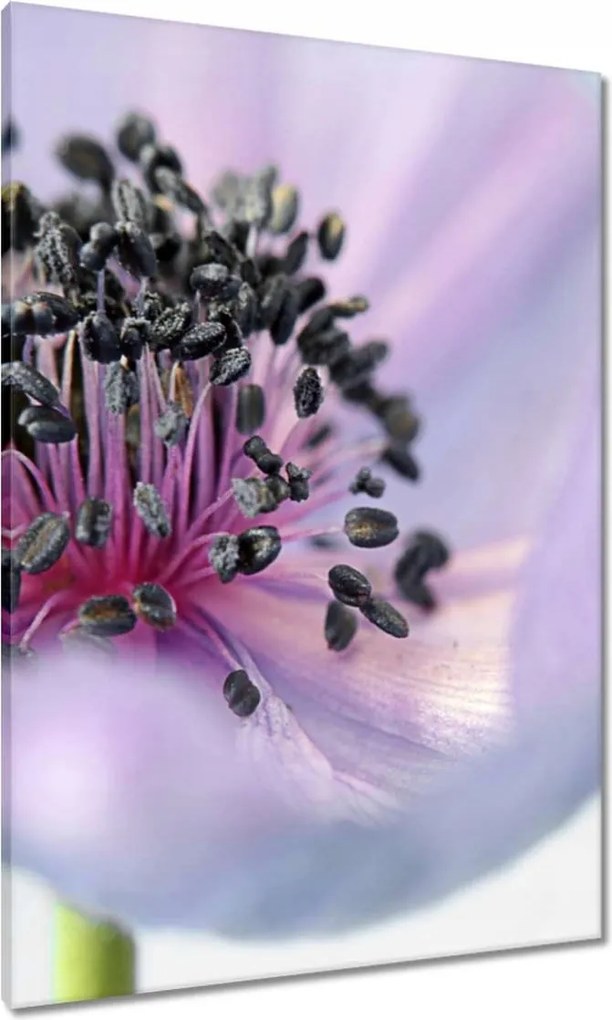 Vászonkép 70x100 Finom porzószálak