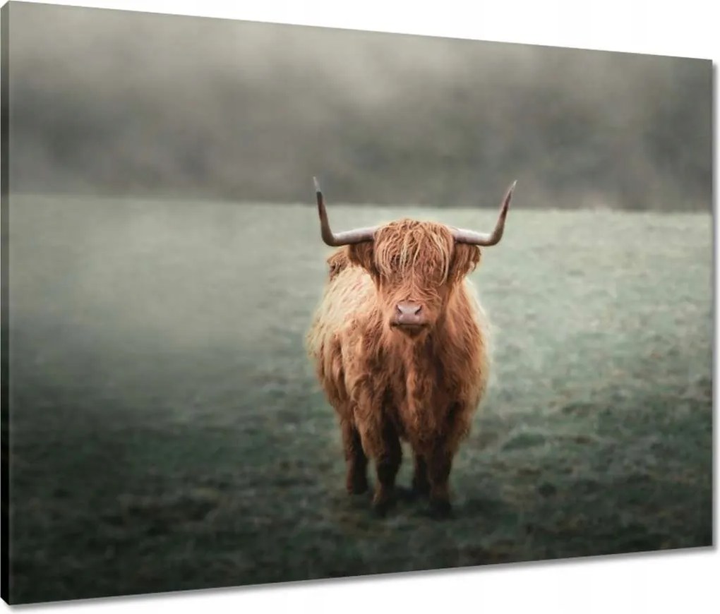 Vászonkép 80x60 Mint a szarvak Hegyi rét