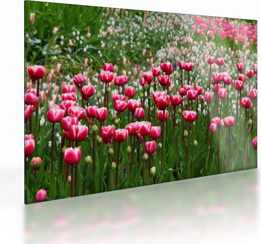 Tulipán képe (üvegen) (70x50 cm)