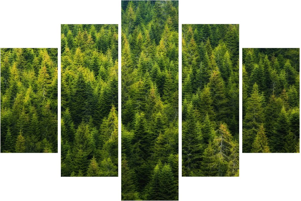 Kép - sűrű erdő (150x105 cm)