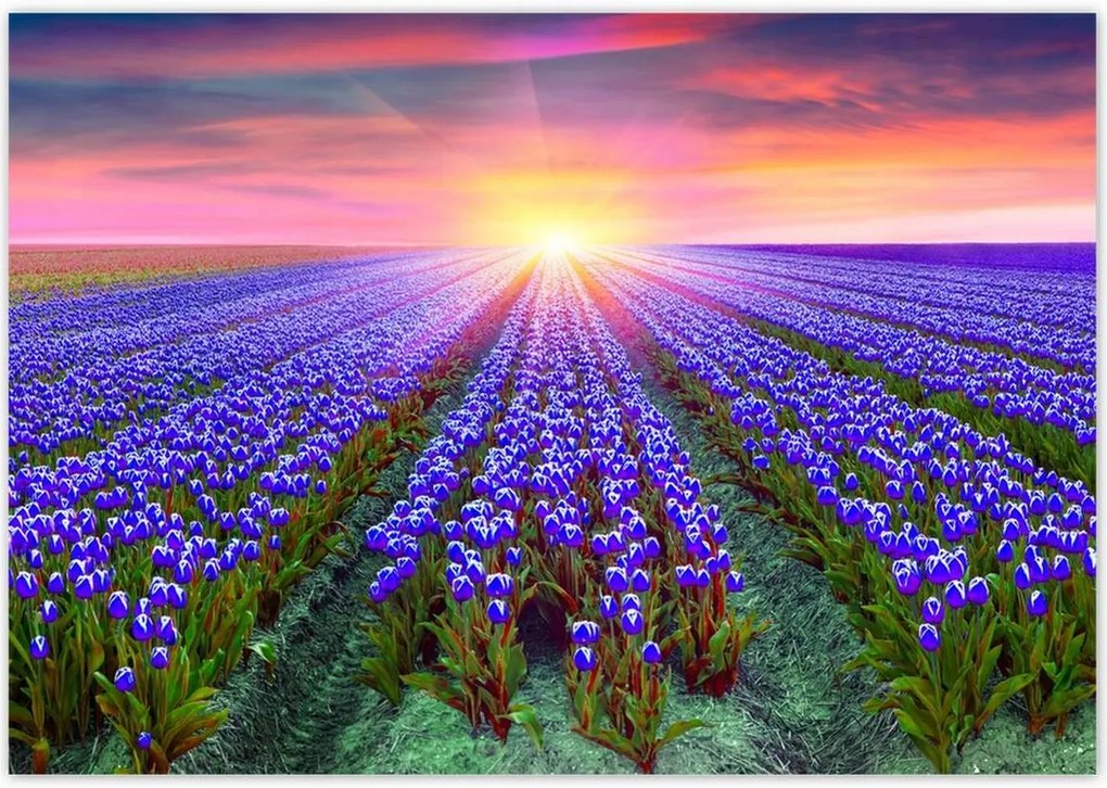 Poszterek 100x70 Tulipánok tengere Tulipánok