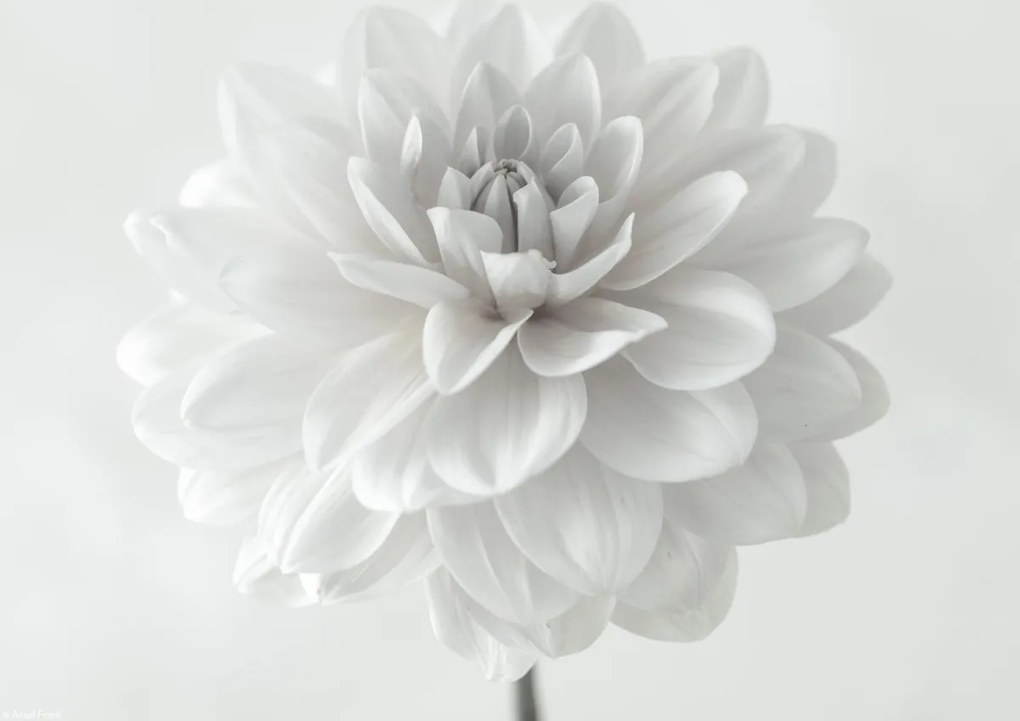 Poszter 29,7x21cm Dália virág fehér alapon, Assaf Frank