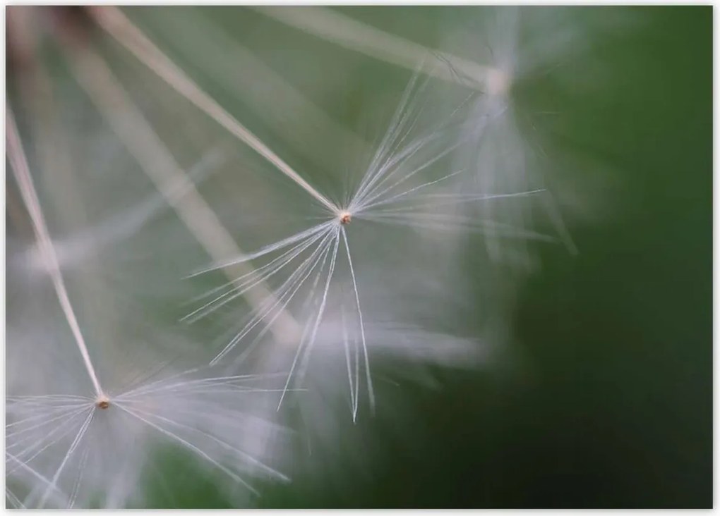 Poszterek 70x50 Pitypang Virág Virágok