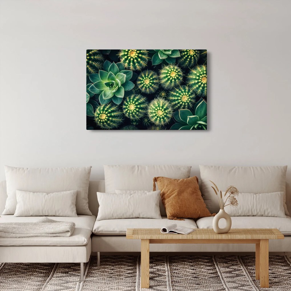 Kép - Kaktuszok (90x60 cm)