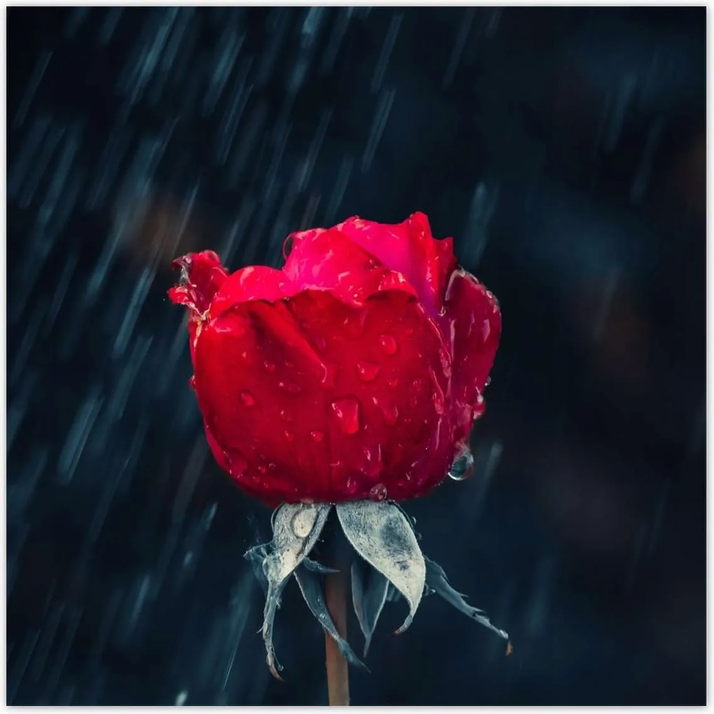 Poszterek 140x140 Rózsa Virág Virágok Rózsa