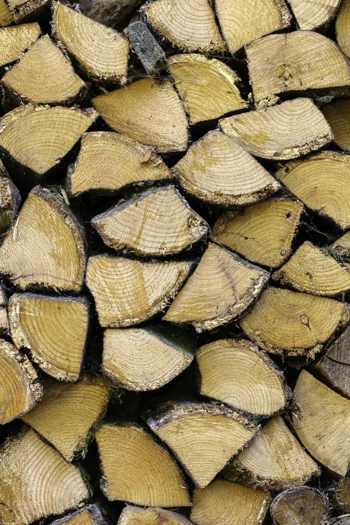 Poszter 40x60cm Fa rönkök, Assaf Frank