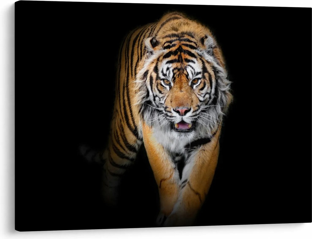 Kép - Tigris (70x50 cm)