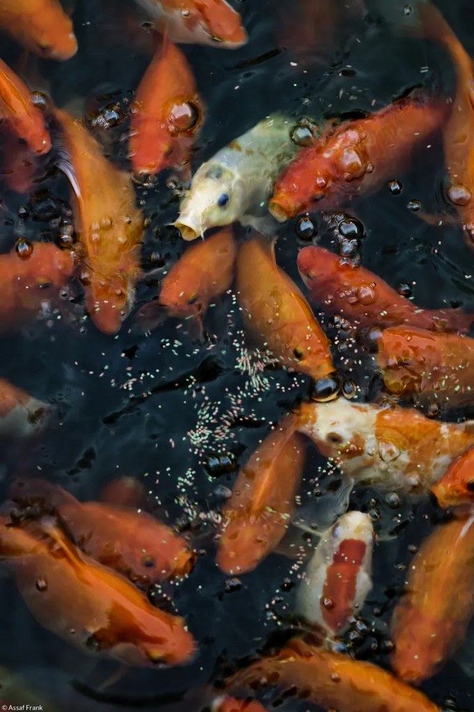 Poszter 20x30cm Aranyhalak gyülekeznek a felszínen, Assaf Frank