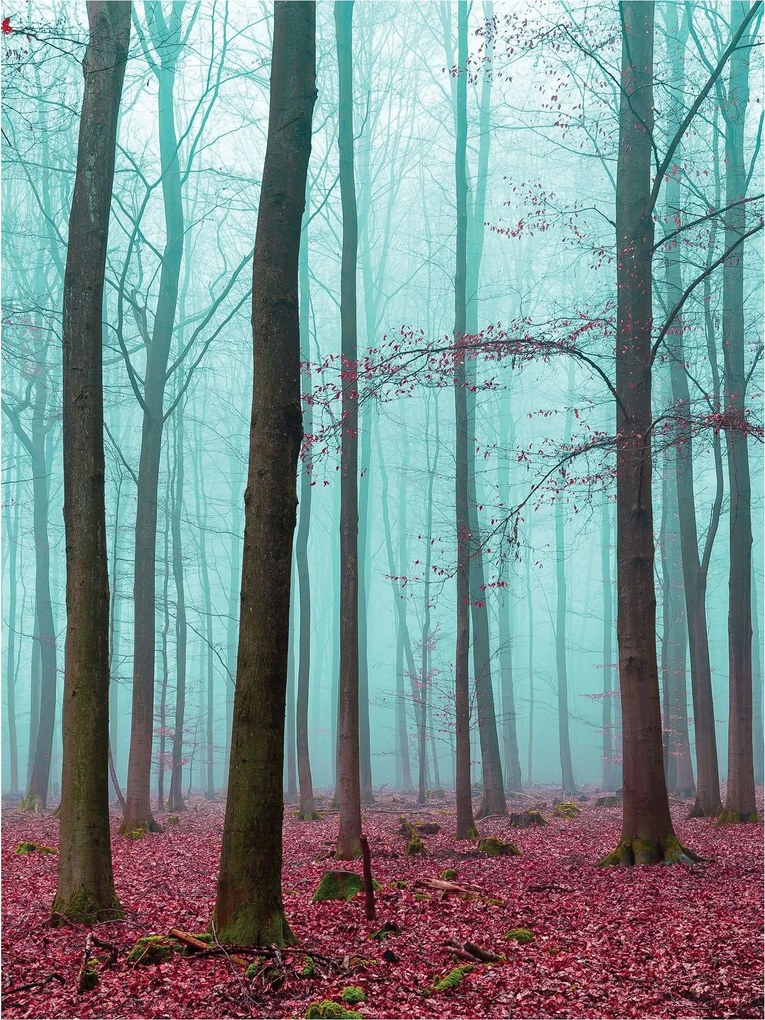 Fotótapéta Őszi erdő a ködben vinil 184x254 +ragasztó