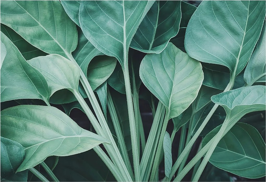 Flizelin tapéta Flizelin falikép Prémium zöld természet 152x104