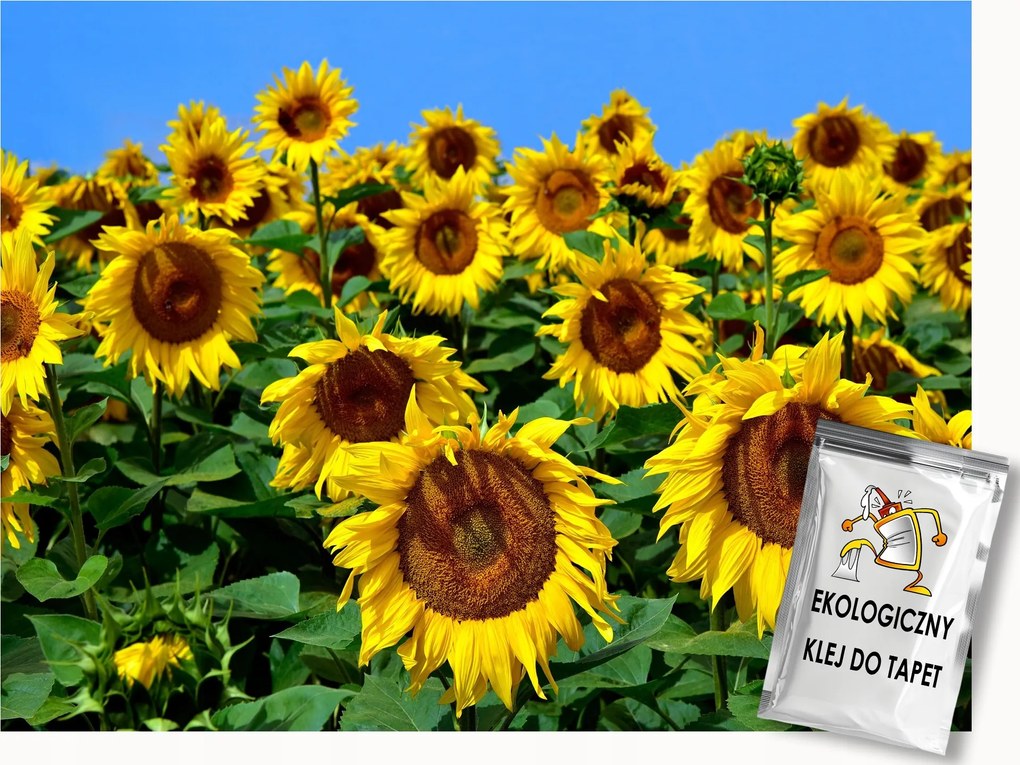 Fotótapéta Flizelina Természet Virágok Mező Napraforgók 200x140 ragasztó