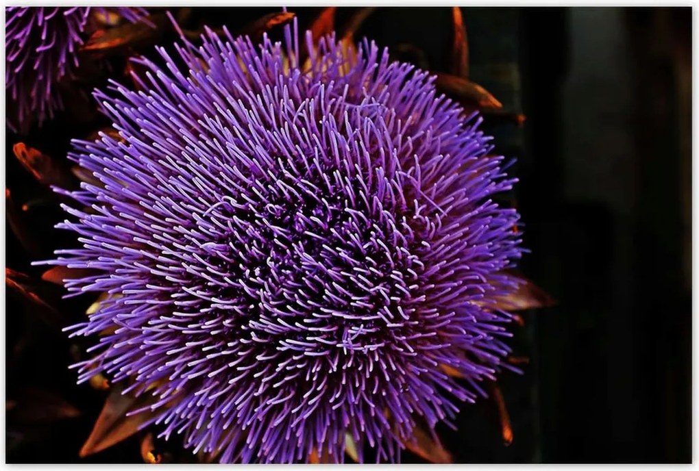 Poszterek 120x80 Virág Lila Csipkebogyó