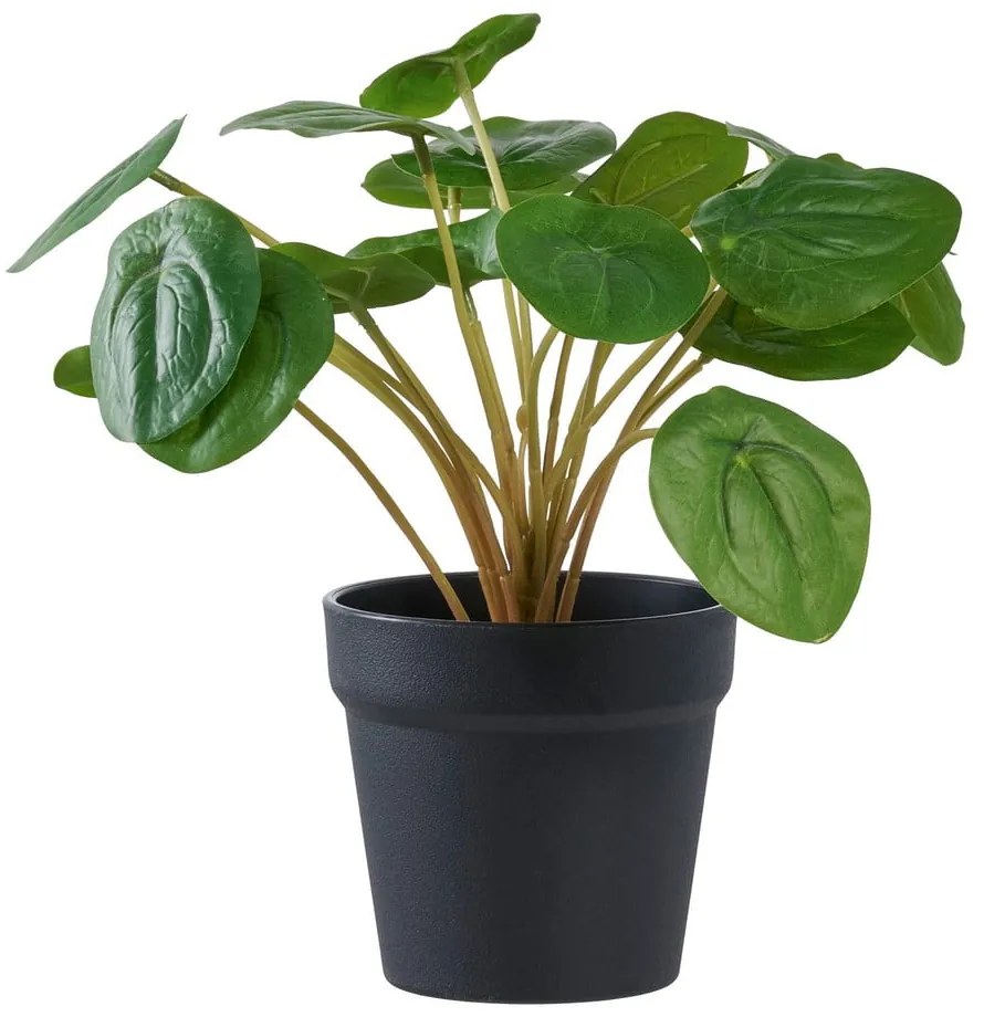 Műnövény (magasság 28 cm) Pelia – House Nordic