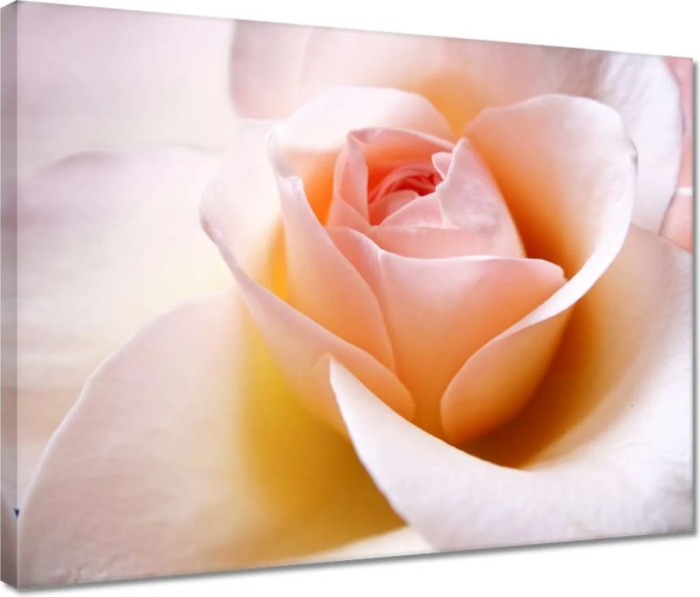 Vászonkép 40x30 Finom rózsa