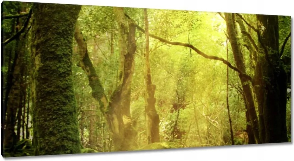 Vászonkép 115x55 Varázslatos erdő Tájkép
