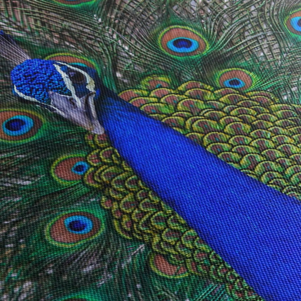 Kép - Páva (150x105 cm)