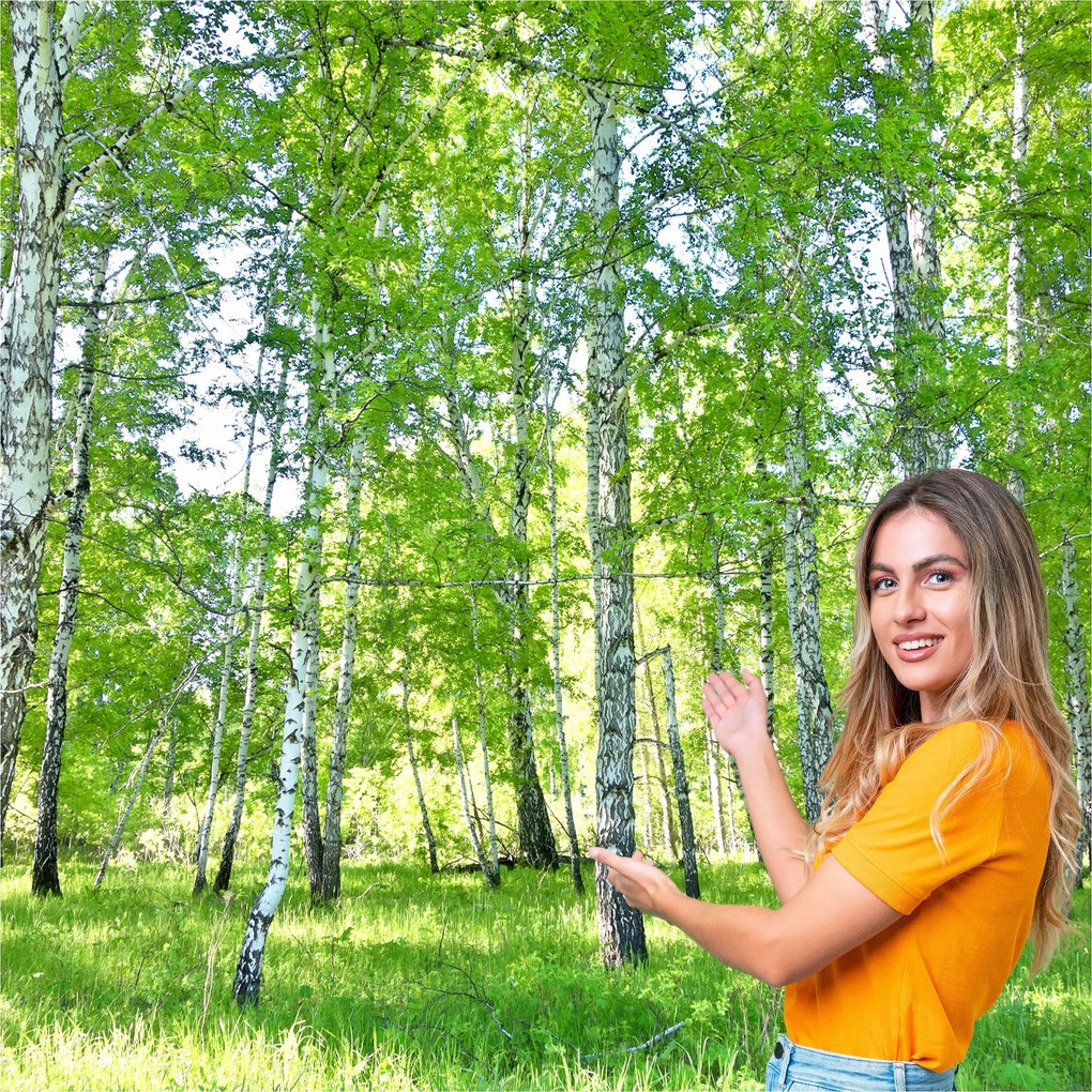 3D fotótapéta Nappali Hálószoba Nyír erdő fák 294x260 BLD01F