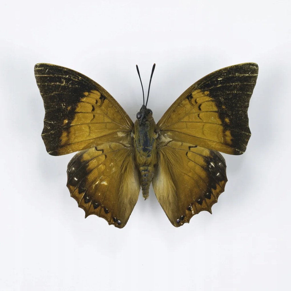 Poszter 40x40cm Pillangó fehér alapon 6, Assaf Frank