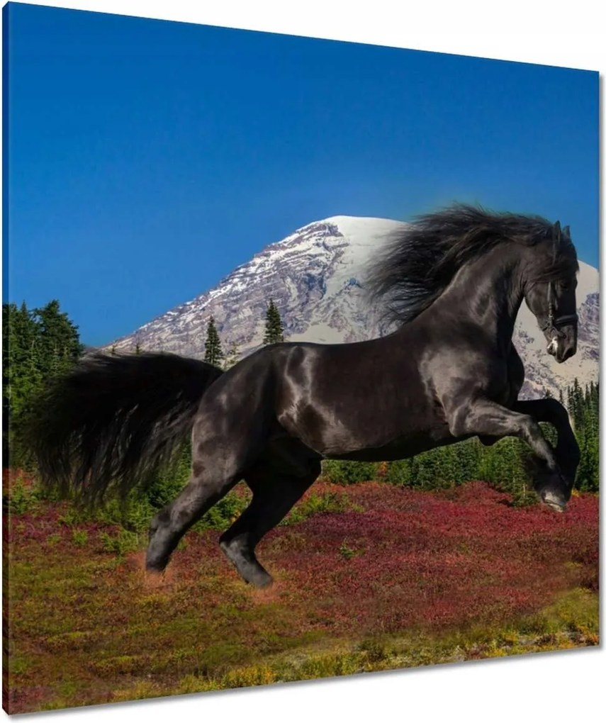 Vászonkép 90x90 Frizbi mén Ló