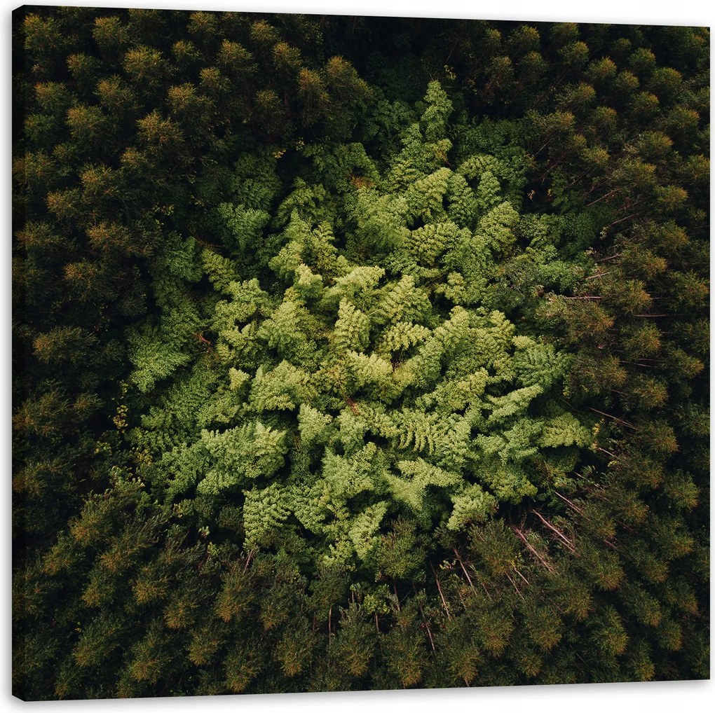 Vászonkép Természet Fák a madár repüléséből Légi felvétel az erdőről 60x60