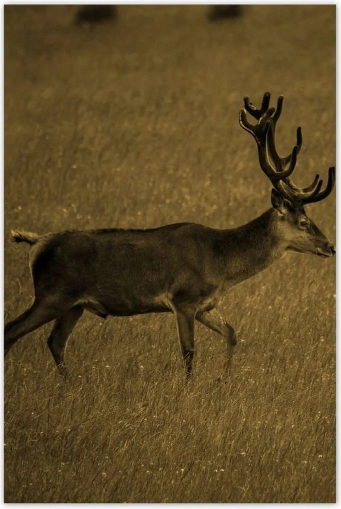 Poszterek 80x120 Szarvas