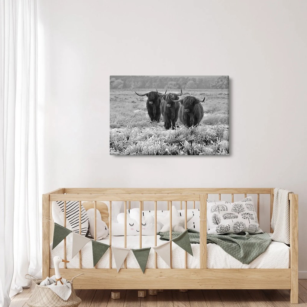Kép - Skót tehenek (90x60 cm)