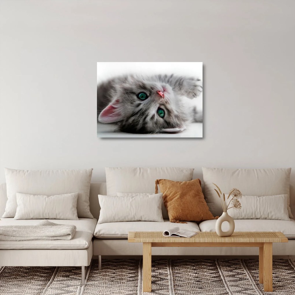 Üveg kép - Macska zöld szemekkel (70x50 cm)
