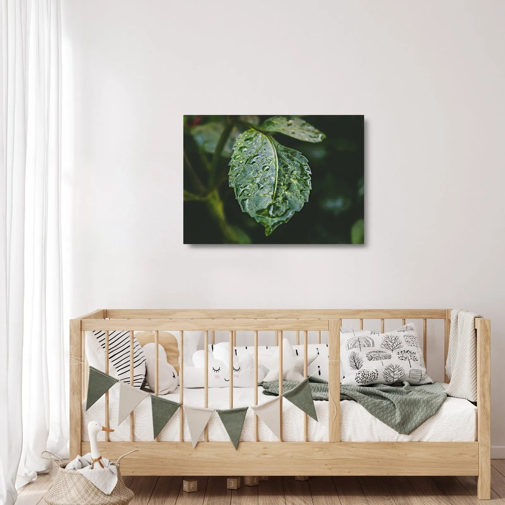 Kép - cseppek a levelen (üvegen) (70x50 cm)