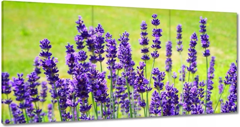 Vászonkép 180x90 Levendula virágok