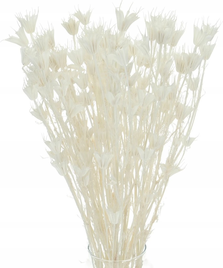 Szárított feketeribizli Keleti fehérre meszelt fehér Nigella szárított virágok