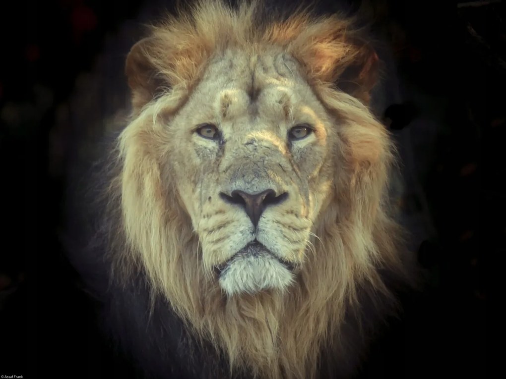 Poszter 40x30cm Oroszlánfej, Assaf Frank