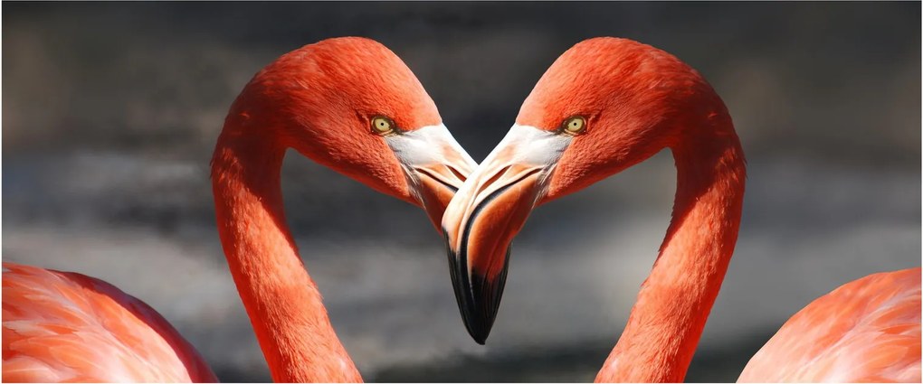 Két szerelmes flamingó képe (120x50 cm)