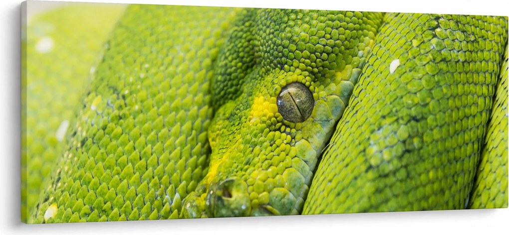 Kígyó képe (120x50 cm)