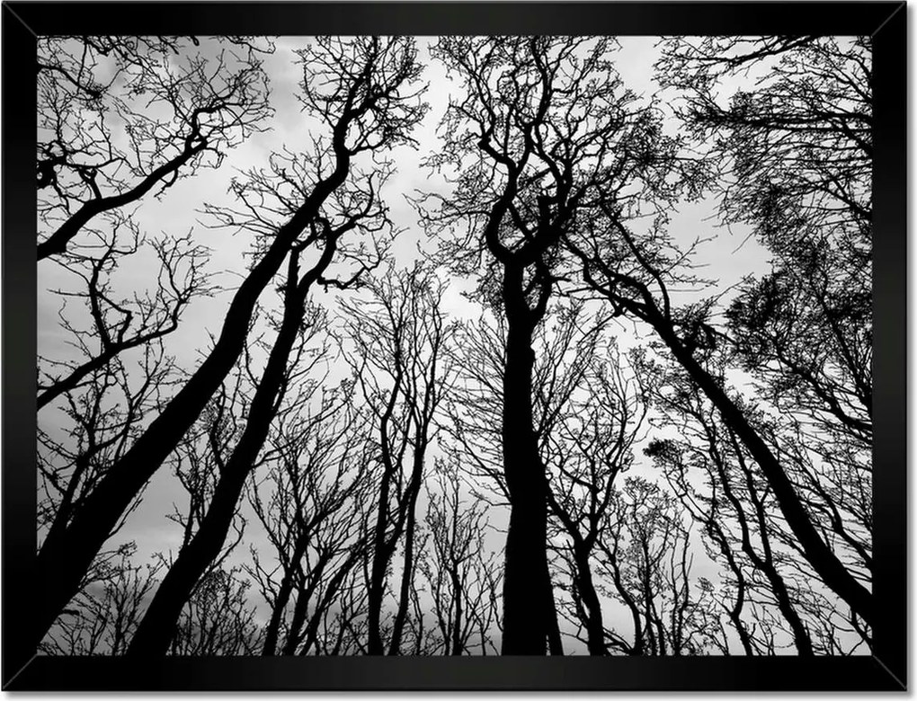 Poszterek keretben 40x30 Erdő Fák Kilátás alulról