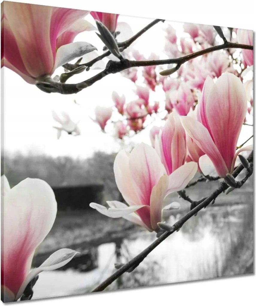 Vászonkép 80x80 Magnólia Virágok