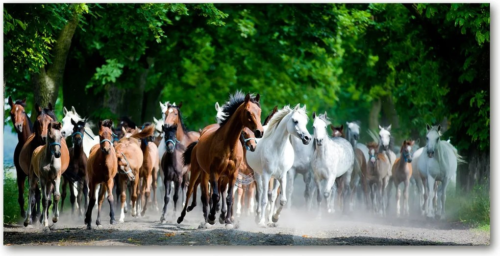 Fotótapéta üvegfalra Lovak a galoppban 140x70