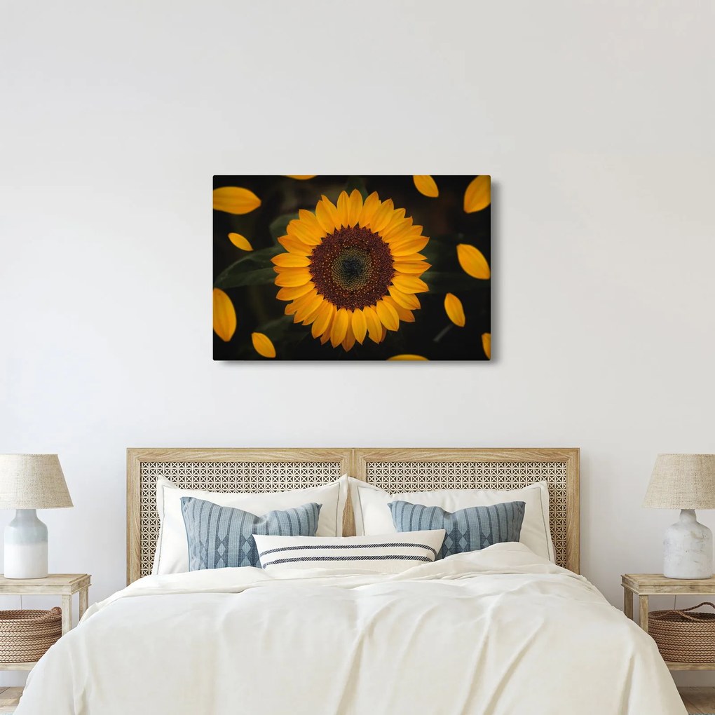 Kép - Napraforgók és a virágszirmok (90x60 cm)