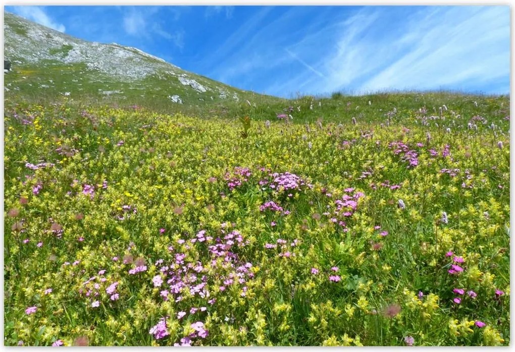 Poszterek 200x135 Alpesi rét