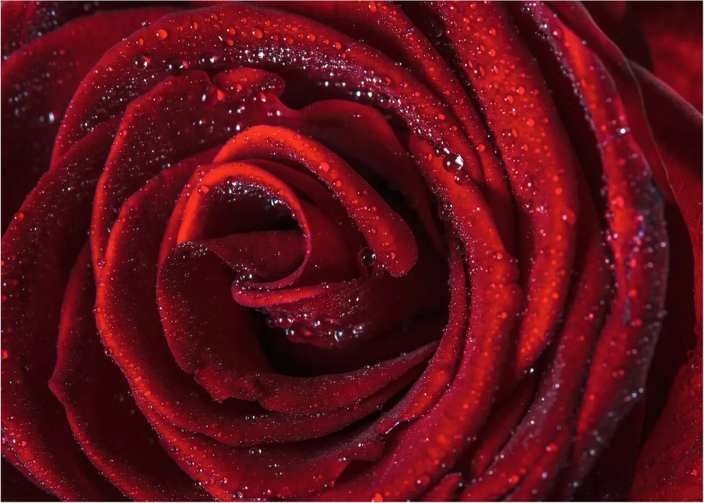 Kép - Vörös rózsa harmatcseppekkel (70x50 cm)