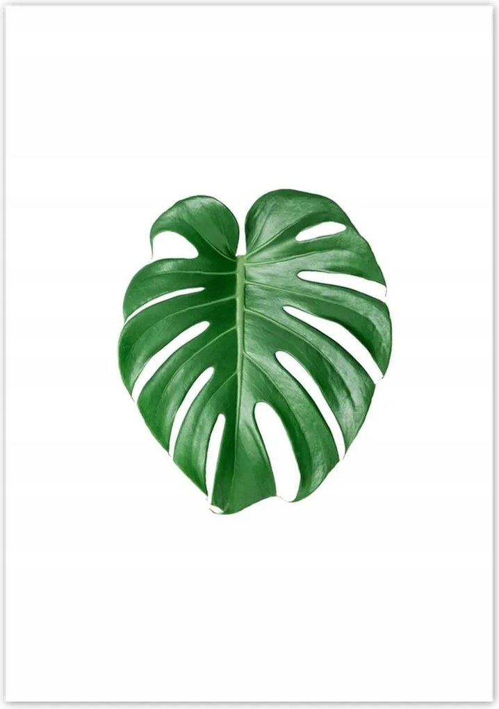 Poszterek 70x100 Monstera Lyukas levél