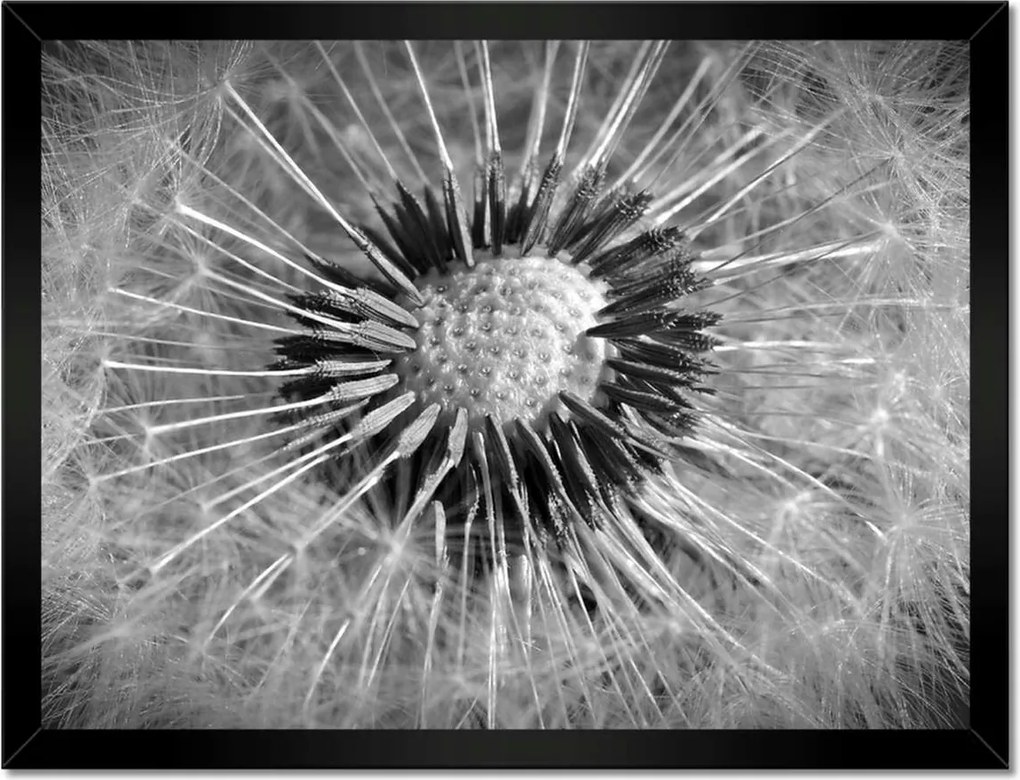 Poszterek keretben 40x30 Pitypang Virág Virágok