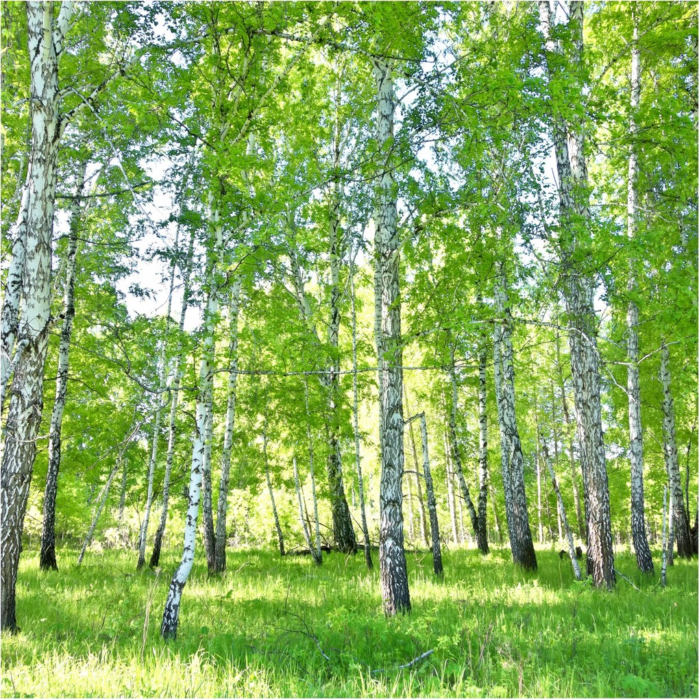 Fotótapéta Fürdőszoba Méretre öntapadós Erdő
