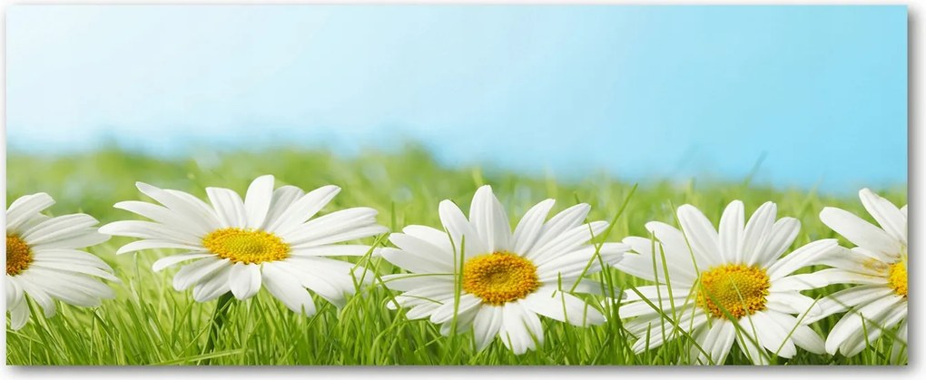 Foto Lacobel Üvegpanel Konyha Margaréták XXL