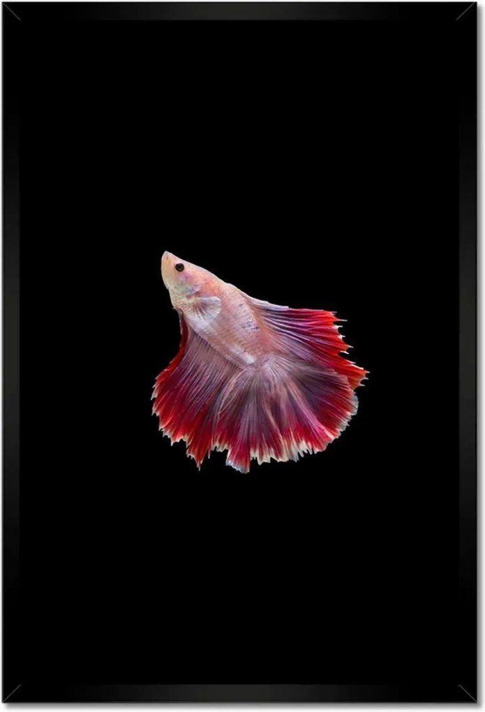 Poszterek keretben 40x60 Vörös sziámi hal