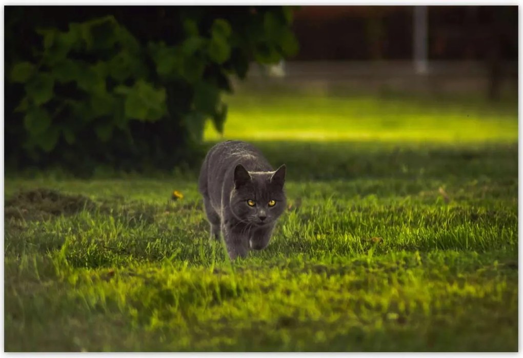 Poszterek 200x135 Cica Cicák