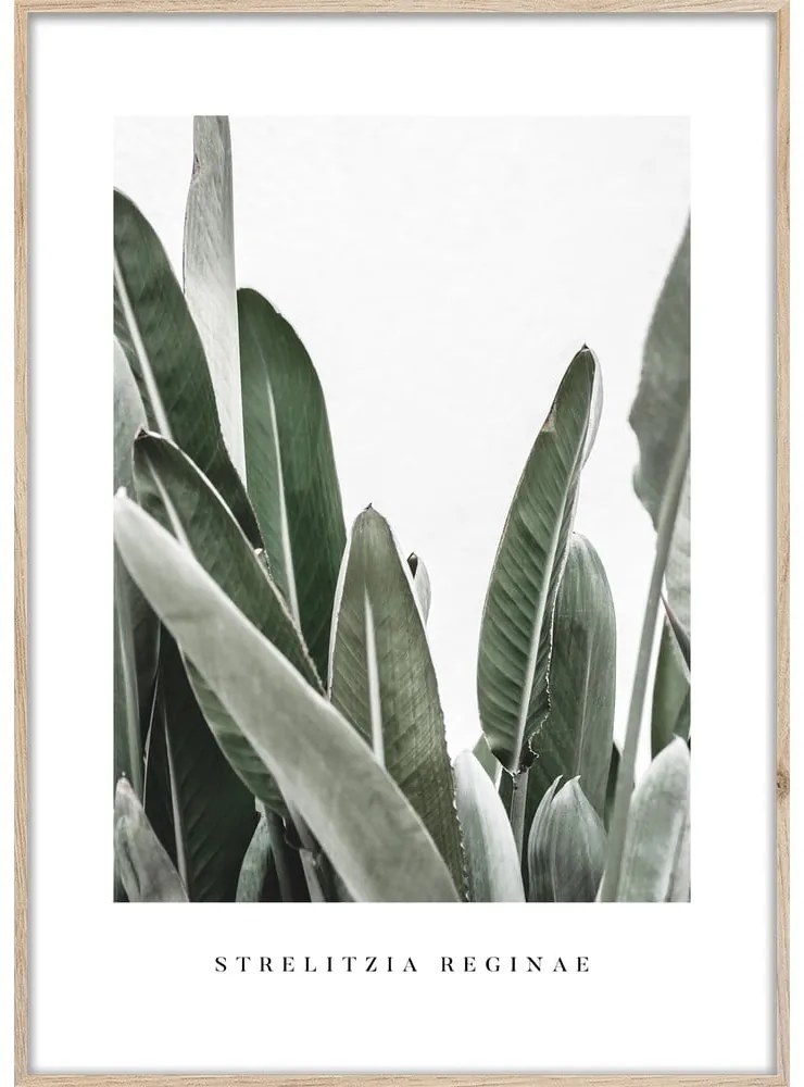 Kép 50x70 cm Strelitzia – Styler