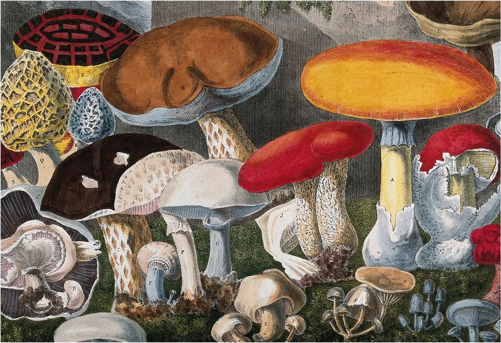 Fotótapéta Flizelin Dekoratív Hálószoba Botanikus gombák 152x104