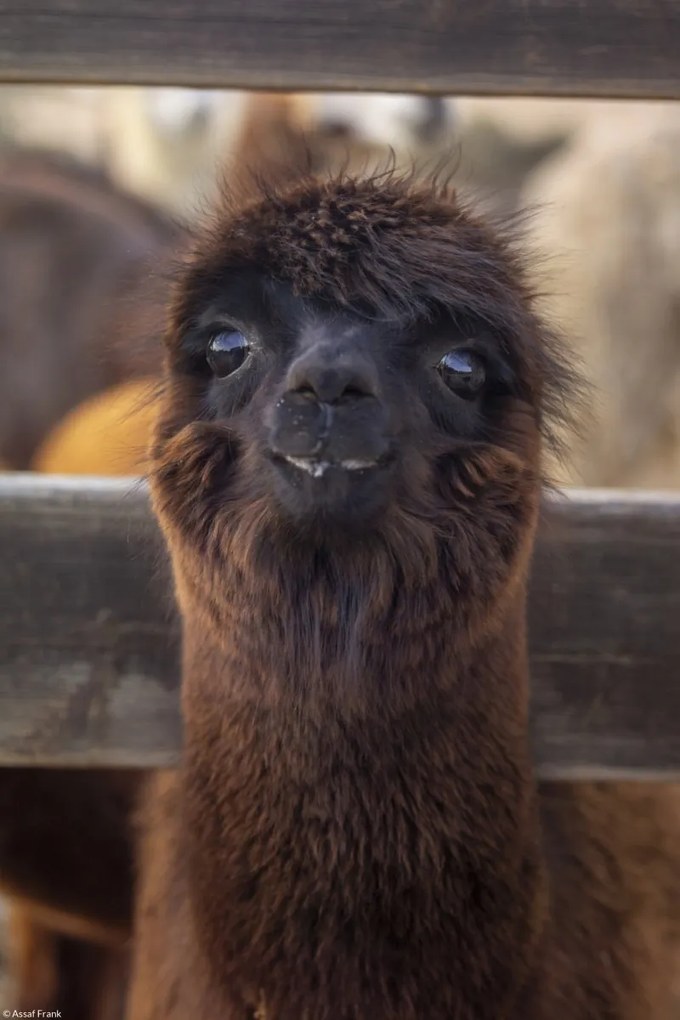 Poszter 20x30cm Alpaka, Assaf Frank