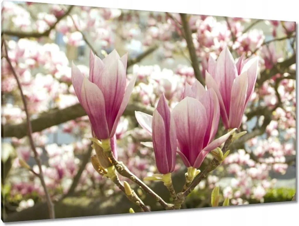 Festmények 120x80 Magnólia