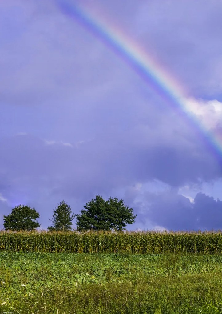 Poszter 29,7x42cm Szivárvány a mező felett, Assaf Frank